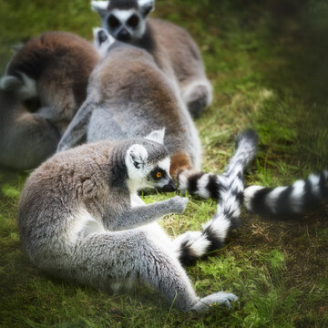 View of a group of ring-tailed lemurs sitting on the grass with their distinctive black and white striped tails visible in Poland.
