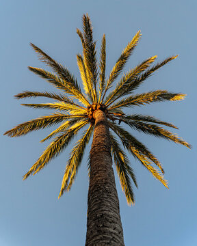 Balearic Islands, Spain - 15 September 2023: View of a tall palm tree reaching towards a clear blue sky, captured from a low angle during the golden hour.