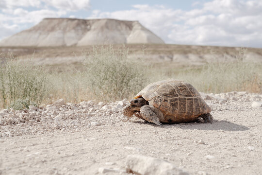 Wild tortoise crossing the arid rocky landscape of the Mangystau Region, Kazakhstan.