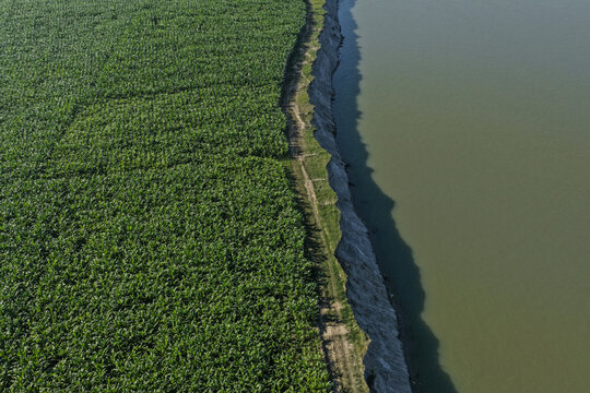 Aerial view of lush green agricultural fields bordering a river with a steep dark soil bank in Joypurhat, Rajshahi Division, Bangladesh.