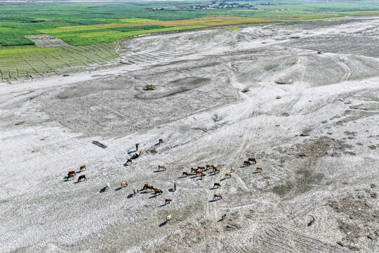 Aerial view of a herd of cattle grazing on a dry, sandy riverbed with green agricultural fields in the background in Joypurhat, Rajshahi Division, Bangladesh.
