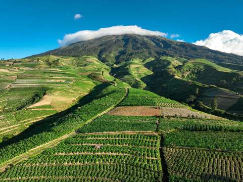 Aerial view of the lush green Tobacco Plantation on the slopes of Mount Sindoro with terraced fields and a clear blue sky in Temanggung, Central Java, Indonesia.