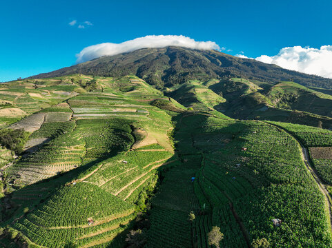 Aerial view of a lush green tobacco plantation on the terraced slopes of a mountain with a cloud-capped peak in Temanggung, Central Java, Indonesia.