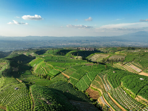 Aerial view of Tobacco Plantation with lush green terraced fields and rolling hills under a clear blue sky in Temanggung, Central Java, Indonesia.