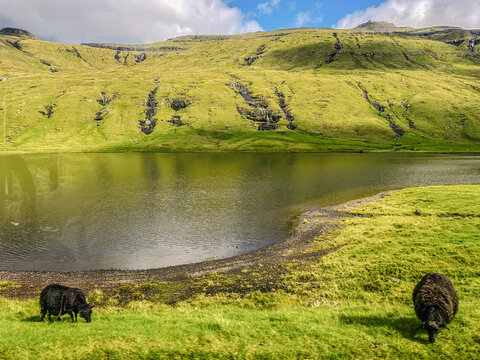 View of two black sheep grazing on a grassy shore beside a calm lake with lush green mountains in the background, Faroe Islands.