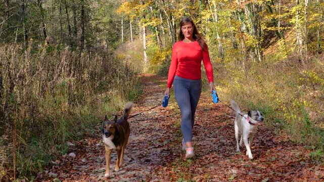 Cheerful woman strolls toward the camera with two adopted mixed breed dogs on separate leashes. Dog walk in warm autumn sunshine along a trail covered in fallen leaves and surrounded by golden trees.