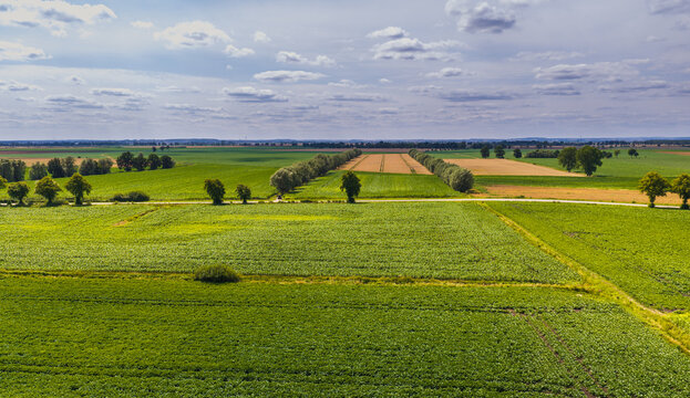 Aerial view of lush agricultural fields and rows of trees in the rural landscape of Tczew, Pomeranian Voivodeship, Poland.