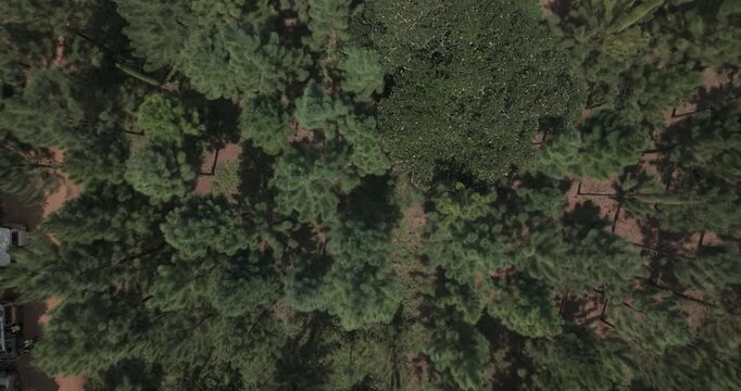 Aerial view of dense green forest canopy with tall trees and textured foliage in Mayuge, Eastern Region, Uganda.