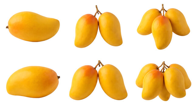 Ripe yellow mango fruit collection isolated on white background with tropical delicious ingredient vegetarian agriculture botanical isolated background colorful transparent background PNG