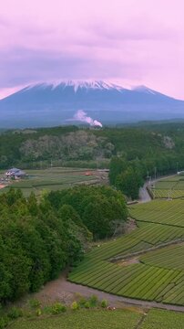 Vertical video of Mount Fuji rising behind lush Japanese tea plantations and agricultural fields, with scenic countryside roads and traditional rural landscapes in Japan.