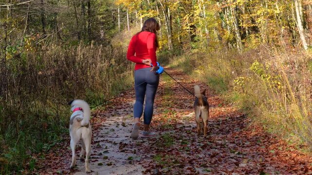 Young woman turns to sort out tangled leashes as she walks her two adopted mixed breed dogs on a sunlit trail. Fallen leaves and warm autumn colors surround them as they explore forest in fall season.