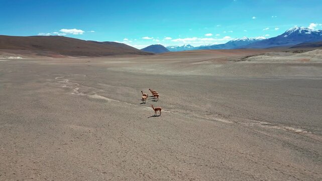 Aerial view of a group of vicunas walking across the arid landscape of the Atacama desert near San Pedro de Atacama, Antofagasta, Chile.