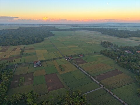 Aerial view of lush green rice paddies and agricultural fields at golden hour in Kutoarjo, Central Java, Indonesia.