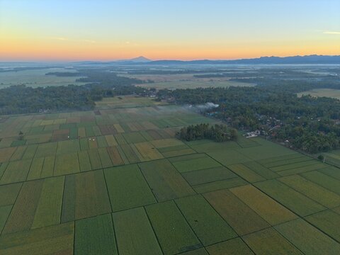 Aerial view of lush green rice fields stretching across the rural landscape of Kutoarjo, Central Java, Indonesia.