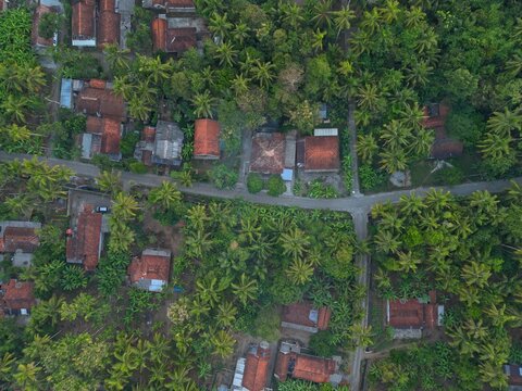 Aerial view of houses with red-tiled roofs nestled among dense palm trees and lush tropical vegetation in a rural village setting in Kutoarjo, Central Java, Indonesia.