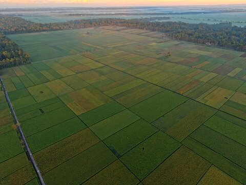 Aerial view of lush green rice fields arranged in a geometric grid pattern, surrounded by dense tropical trees under the soft morning light in Kutoarjo, Central Java, Indonesia.