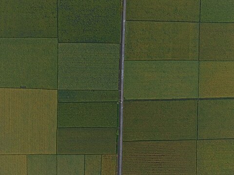 Aerial view of lush green rice fields divided by a narrow path in the rural landscape of Kutoarjo, Central Java, Indonesia.