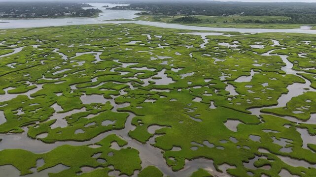 A maze of channels meander through an extensive salt marsh in Pleasant Bay, Cape Cod. Marshes provide critical habitat for many birds, fish, and marine invertebrates to feed, mate, and nest.