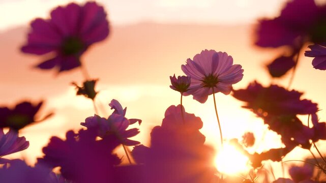 夕方のコスモス畑を逆光で撮影した4Kスローモーション動画