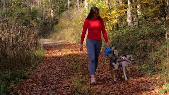 Happy woman walks two mixed breed dogs on leashes along forest path strewn with autumn leaves. Warm afternoon sunlight and vibrant colors surround them as they enjoy a recreational walk in the woods.