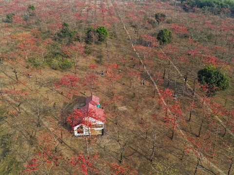 Aerial view of the Shimul forest with vibrant red silk cotton flowers, a small house with a red roof, and people walking through the dry landscape in Sunamganj, Sylhet Division, Bangladesh.