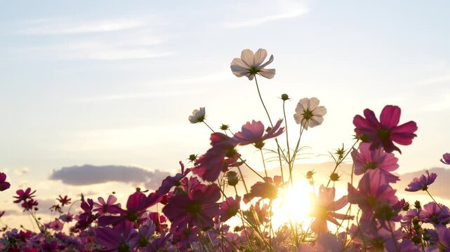夕方のコスモス畑を逆光で撮影した4Kスローモーション動画