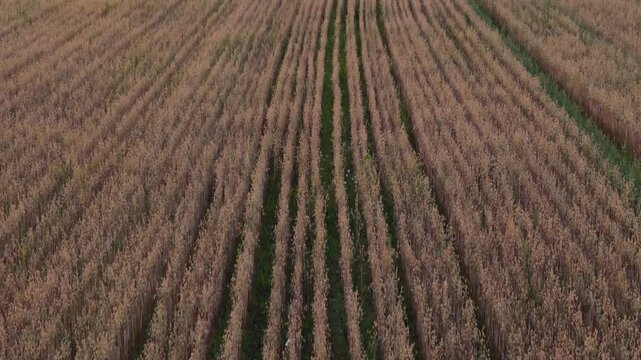 Aerial view of rows of crops in a field in Liskiava, Alytus County, Lithuania.