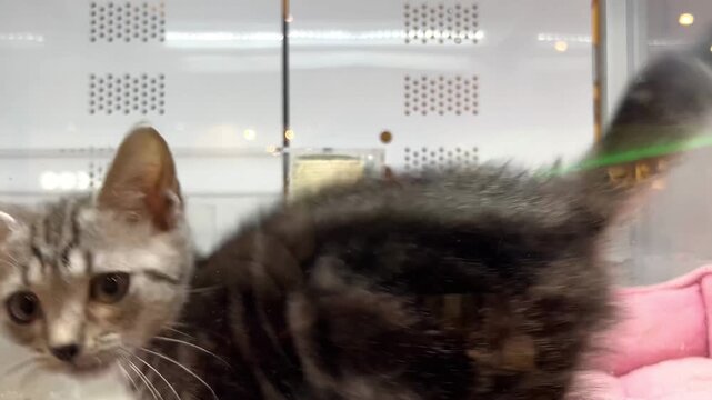 ペットショップのアクリルケージで跳ね回るアメリカンショートヘアの子猫
