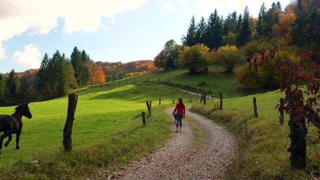 Woman walks with her shepherd dog along a winding country track beside horses grazing in a green meadow. Relaxing stroll in the embrace of colourful autumn woodland and rolling hills in Slovenia.
