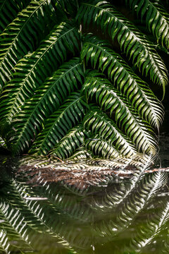 View of lush green fern fronds hanging over a calm pond with clear reflections on the water surface in Sintra, Lisbon, Portugal.
