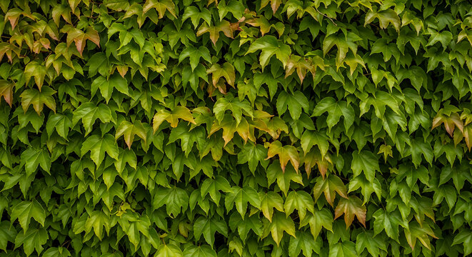 Vibrant green ivy leaves covering a wall in natural sunlight