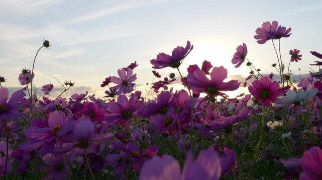 夕方のコスモス畑を逆光で撮影した4Kスローモーション動画