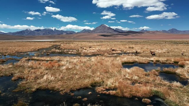 Aerial view of the Altiplano landscape featuring wetlands, dry grasses, and grazing vicunas with distant snow-capped mountains in San Pedro de Atacama, Antofagasta, Chile.