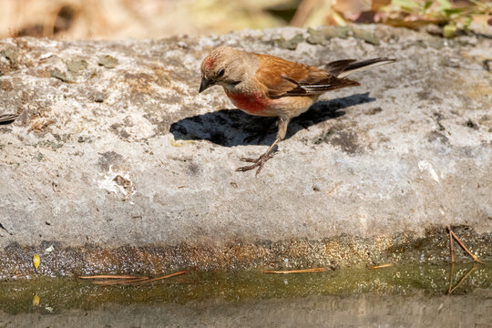 Pardillo com&uacute;n (Carduelis cannabina) bajando para calmar su sed en una calurosa tarde