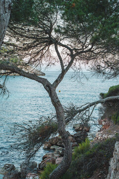 View of a pine tree overlooking the turquoise waters of the Mediterranean Sea at Cala Galdana, Illes Balears, Spain.