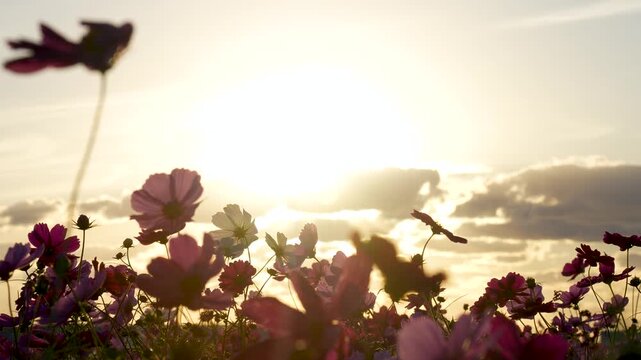 夕方のコスモス畑を逆光で撮影した4Kスローモーション動画