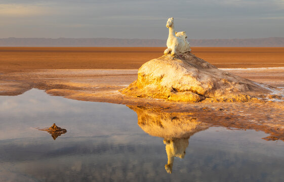 View of the camel sculpture at Chott el Djerid reflected in a pool of water on the salt flats at sunset in Tozeur, Tozeur Governorate, Tunisia.