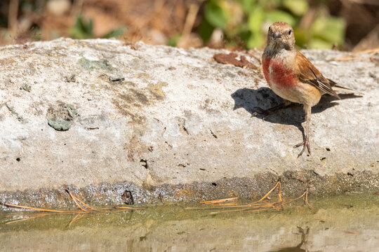 Pardillo com&uacute;n (Carduelis cannabina) se a percatado de mi presencia