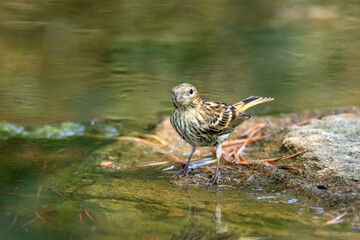 Unos van y otros vienen. Verdecillo o serín verdecillo (Serinus serinus) © FranciscoJose