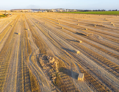 Aerial view of harvested wheat field with scattered haystacks under golden hour light in Einat, Center District, Israel.