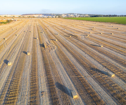 Aerial view of haystacks scattered across a harvested field with golden stubble rows under a clear sky in Einat, Center District, Israel.