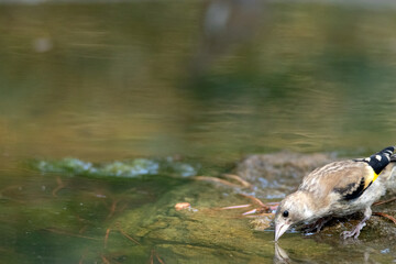 Un joven Jilguero (Carduelis Carduelis) a punto de beber agua © FranciscoJose