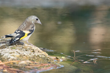 Un joven Jilguero (Carduelis Carduelis) bajando por la roca para beber © FranciscoJose