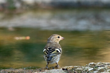 Fotografiando pequeñas aves en la charca. Pinzón vulgar hembra (Fringilla coelebs) © FranciscoJose