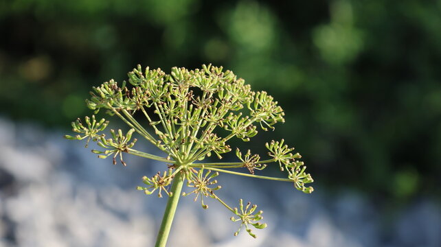 View of a blooming fennel flower with delicate green umbels against a soft-focus natural background in Ain, Auvergne-Rhone-Alpes, France.