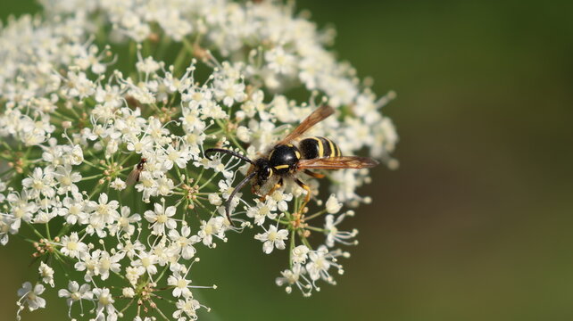View of a wasp feeding on white flowers in the Canton of Gex, Ain, Auvergne-Rhone-Alpes, France.
