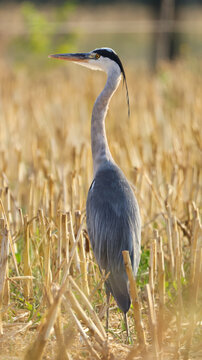 View of a grey heron standing in a harvested stubble field during golden hour in Versonnex, Auvergne-Rhone-Alpes, France.