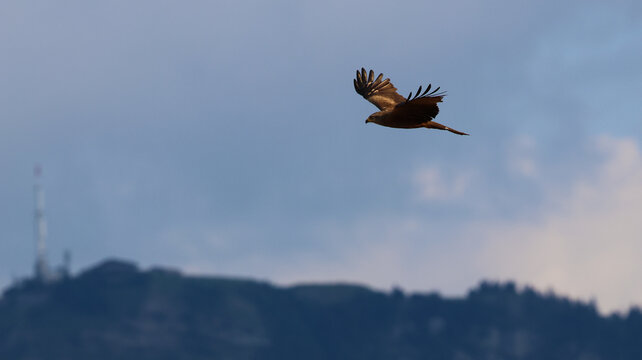 View of a bird of prey soaring through the sky above the mountainous landscape near the radio tower in Versonnex, Auvergne-Rhone-Alpes, France.