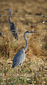 View of two grey herons standing in a dry field with stubble and wire fencing in the background in Versonnex, Auvergne-Rhone-Alpes, France.