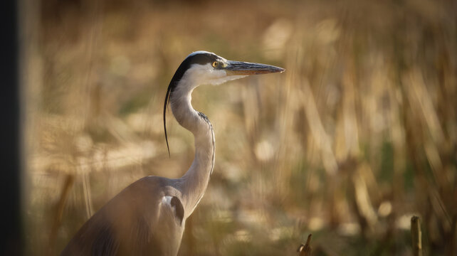 View of a grey heron standing among dry reeds in the natural landscape of Versonnex, Auvergne-Rhone-Alpes, France.